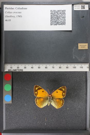 Media type: image;   Entomology 118873